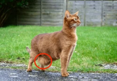 怎么画原始宠物猫