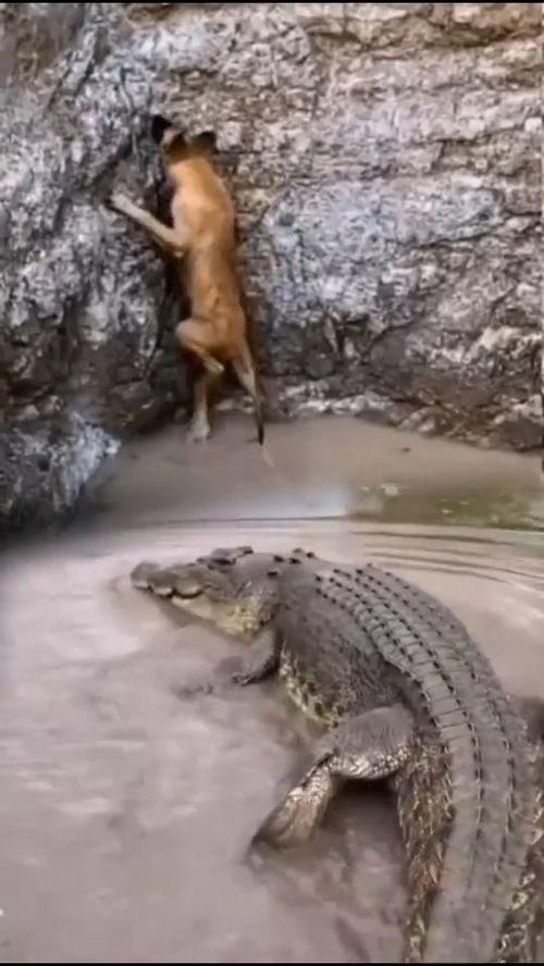 宠物狗救了鳄鱼会怎么样
