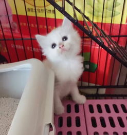 怎么在同城转卖宠物猫