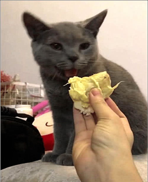 宠物猫蓝猫怎么喂
