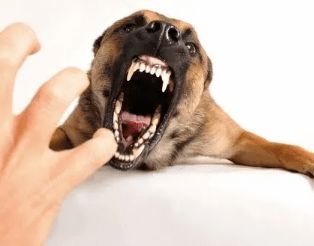 怎么预防宠物狗的狂犬病