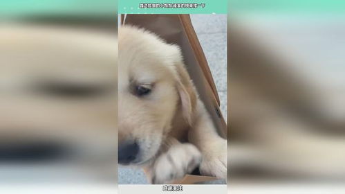 捡到小宠物狗怎么办呢