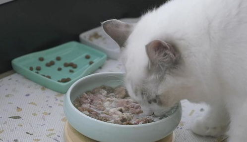 宠物猫怎么吃猫粮