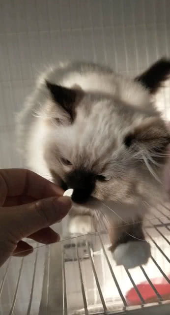 宠物猫怎么喝药