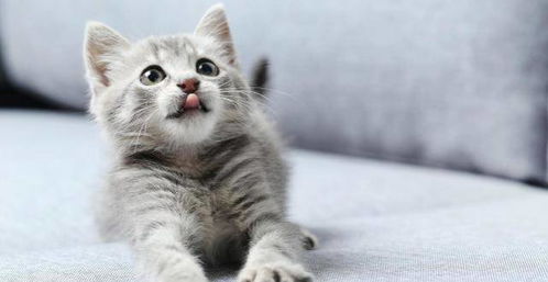 宠物猫怎么治