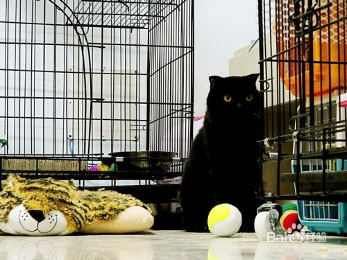 怎么选择寄养宠物猫