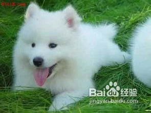 萨摩成犬吃多少狗粮