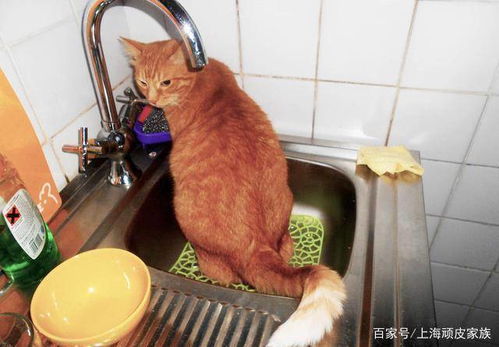 宠物猫怎么看健不健康呢