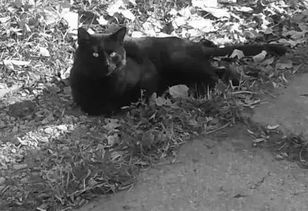 宠物猫怎么埋葬的