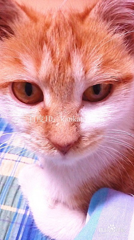 怎么出宠物猫