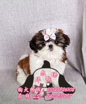 宠物狗西施犬怎么养好看