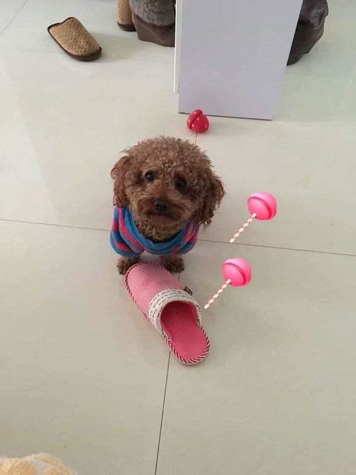宠物狗泰迪犬吃饭怎么喂