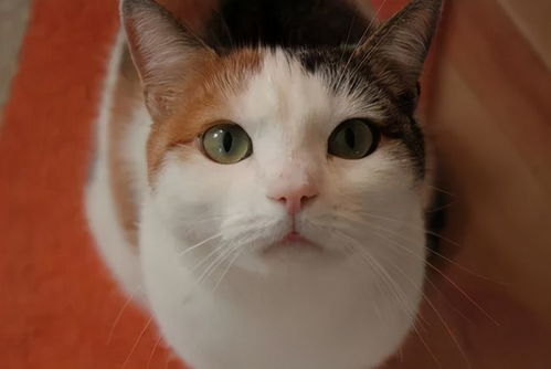 宠物猫怎么呼唤主人