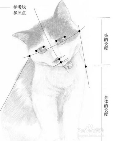 怎么用素描画宠物狗猫