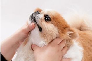 宠物狗拒绝吃药怎么办呀