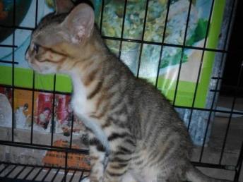 郴州宠物猫收养所怎么样