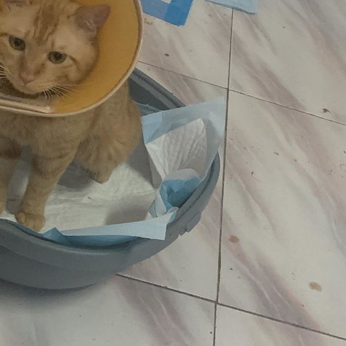 宠物猫怎么导尿的