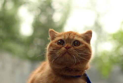 宠物猫怎么出门走走的