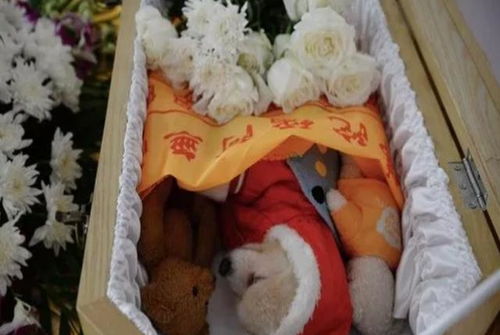 纸板箱宠物狗怎么做