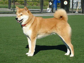 秋田犬多少钱一只