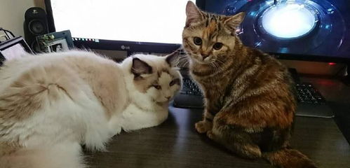 跟宠物猫怎么玩耍的