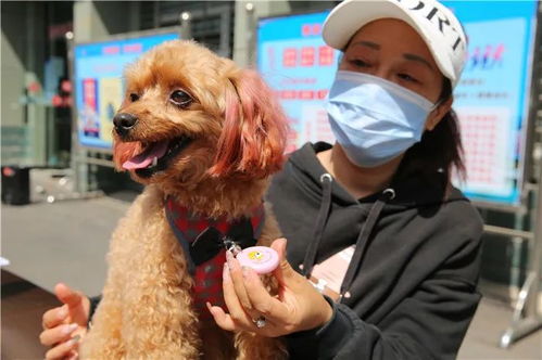 街上溜电子宠物狗怎么办