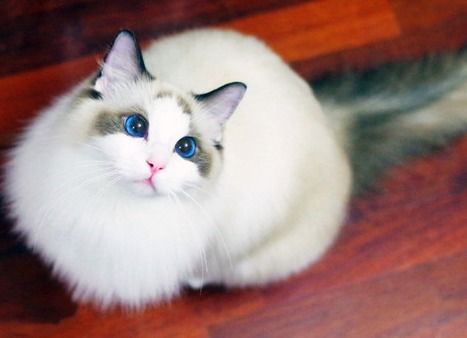 布偶猫宠物猫窝怎么布置