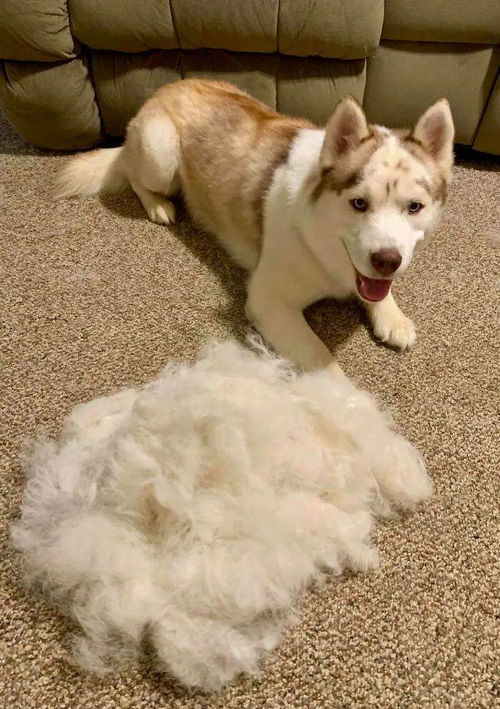 宠物狗小狗不掉毛怎么办