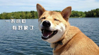 闲鱼宠物狗项目怎么做起来