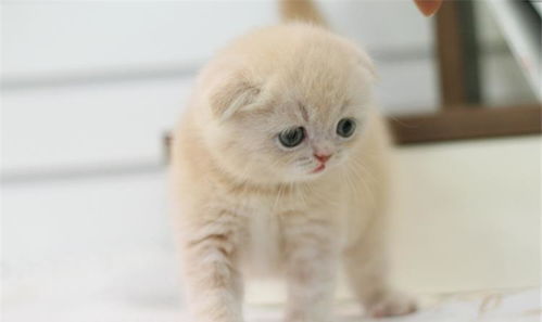 怎么正确养宠物猫