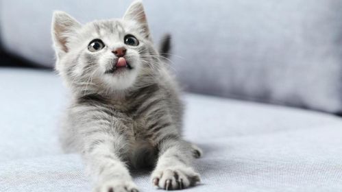 宠物猫怎么怀小猫