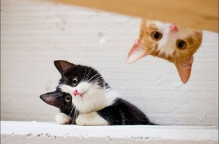 宠物狗猫毛掉了怎么办啊