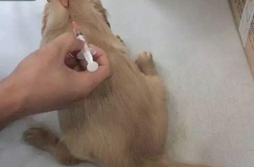 狗疫苗多少钱一针