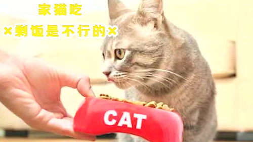 宠物猫剩饭剩菜吃怎么办