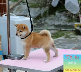 柴犬狗多少钱一只