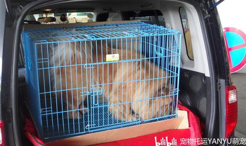 大巴车怎么托运宠物狗的
