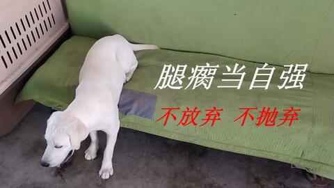 宠物狗的腿瘸怎么回事