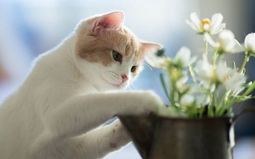 宠物猫该怎么养毛发