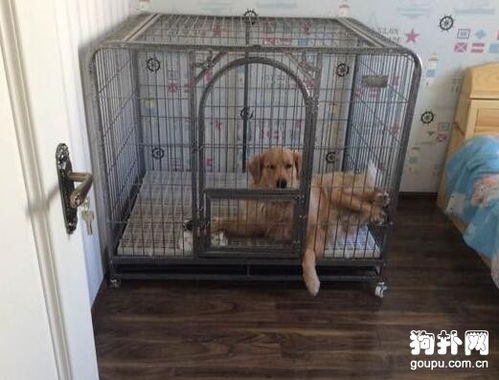 可折叠宠物狗笼怎么用的