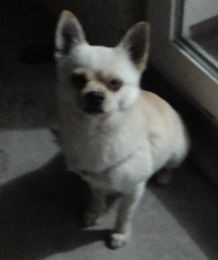 宠物狗缝合线怎么拆下来