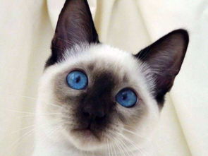 宠物猫怎么分开
