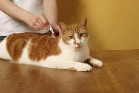 怎么正确领养宠物猫
