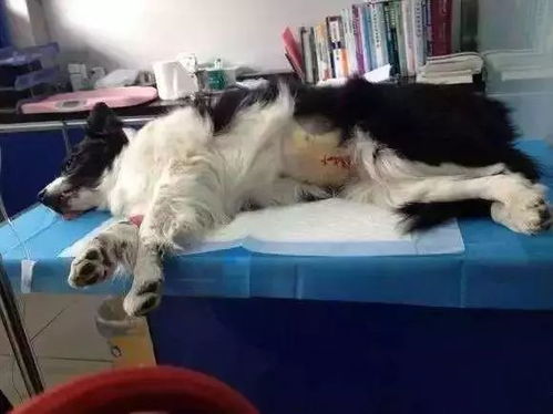 狗狗做绝育多少钱