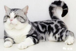 怎么让宠物猫胖点呢