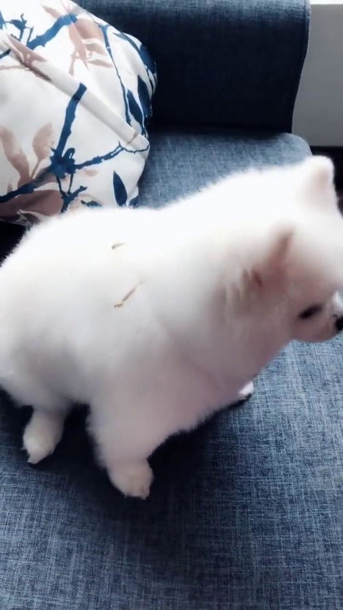 小爱吃宠物狗粮怎么办
