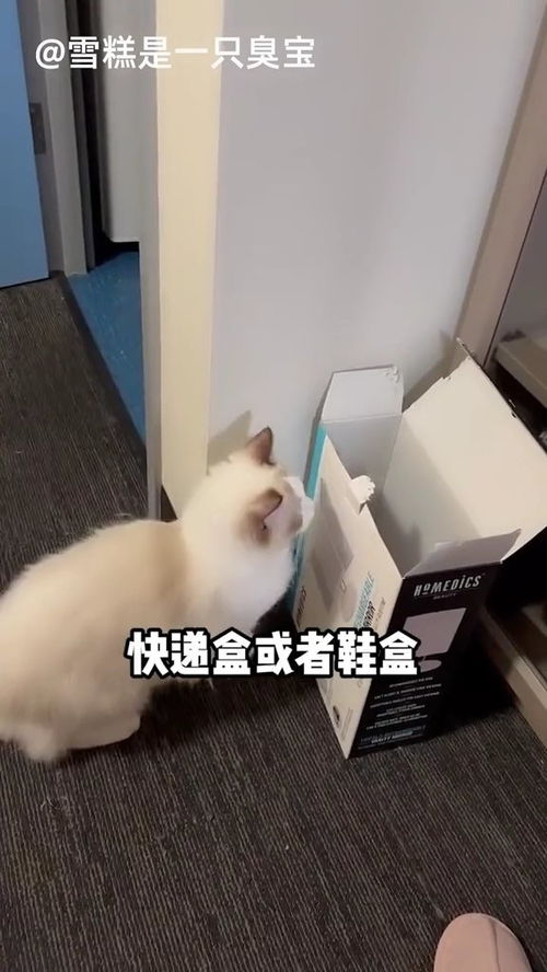 宠物猫做坏事怎么办