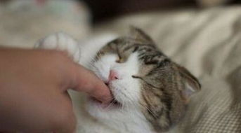 宠物猫来大姨妈怎么办