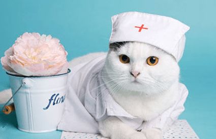 宠物猫怎么加盟