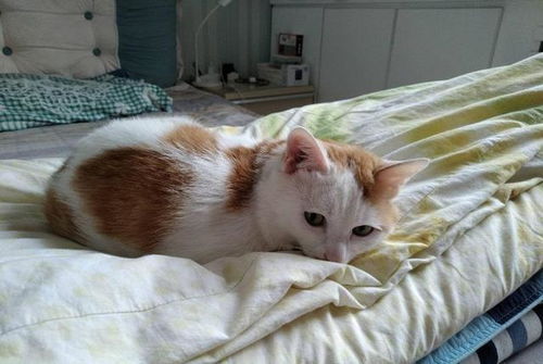 宠物猫怎么让它睡觉