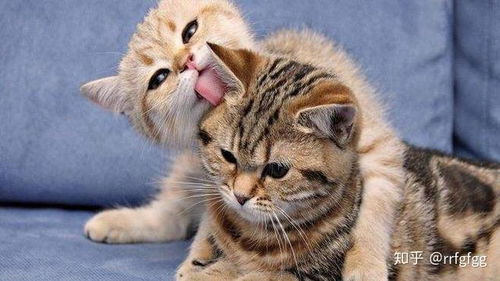 怎么判定它是宠物猫